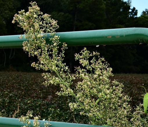 {Erigeron canadensis}